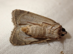 Caradrina kadenii