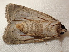 Caradrina kadenii