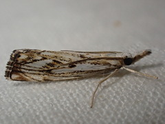 Catoptria falsella