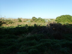 Artemisia arborescens