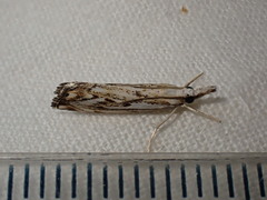 Catoptria falsella