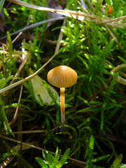 Mycena olivaceomarginata