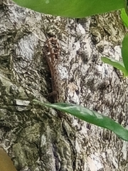 Hemidactylus frenatus