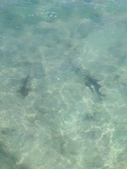 Carcharhinus melanopterus