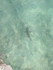 Carcharhinus melanopterus