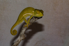 Chamaeleo dilepis