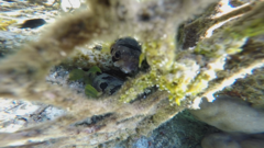 Diodon liturosus