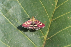 Pyrausta aurata