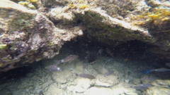 Cheilodipterus macrodon