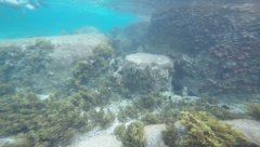 Cheilinus trilobatus