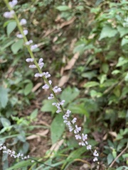 Liriope spicata