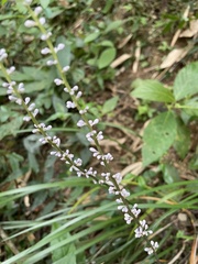 Liriope spicata