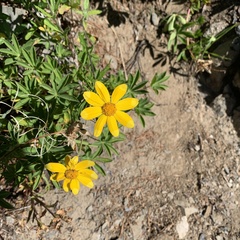 Arnica cordifolia