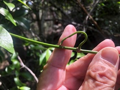 Loeseneriella barbata