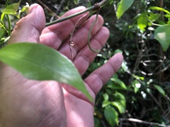 Loeseneriella barbata