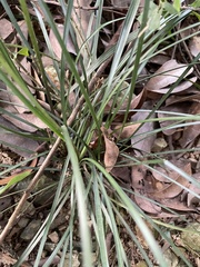 Liriope spicata