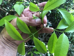 Loeseneriella barbata