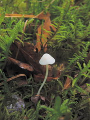 Phloeomana alba