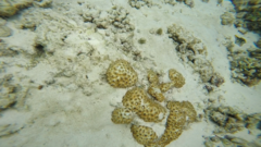 Palythoa tuberculosa