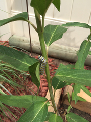 Danaus plexippus