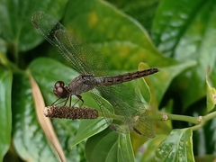 Neurothemis fluctuans