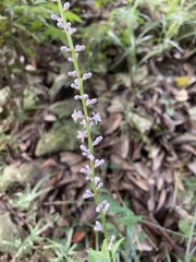 Liriope spicata