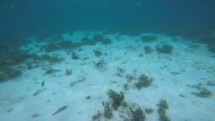 Acanthurus xanthopterus
