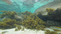 Halichoeres hortulanus