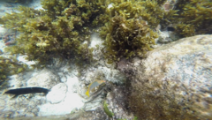 Halichoeres hortulanus