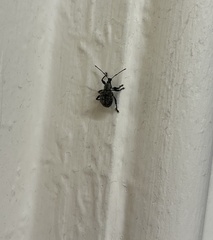 Otiorhynchus armadillo