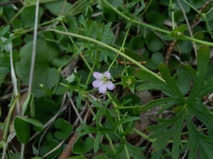 Geranium retrorsum