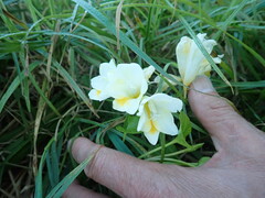 Freesia