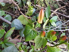 Passiflora herbertiana herbertiana