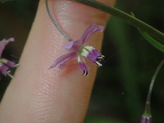 Arthropodium minus