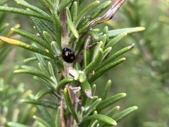 Exochomus quadripustulatus