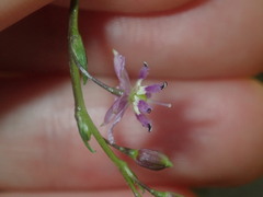 Arthropodium minus