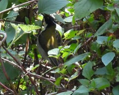 Melithreptus lunatus