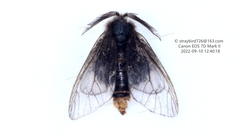 Acanthopsyche nigraplaga