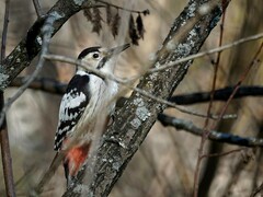 Dendrocopos leucotos