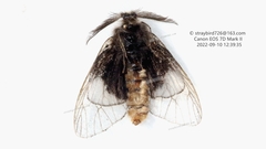 Acanthopsyche nigraplaga