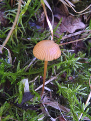 Mycena olivaceomarginata