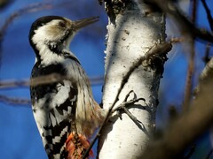 Dendrocopos leucotos