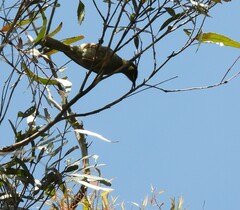 Meliphaga lewinii