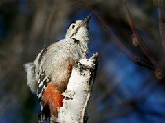 Dendrocopos leucotos