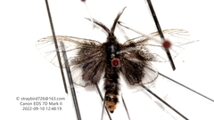 Acanthopsyche nigraplaga