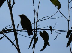 Manorina melanophrys