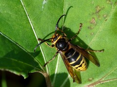 Vespa crabro