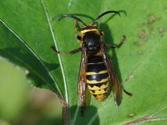 Vespa crabro