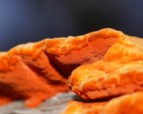 Southern Cinnabar Polypore