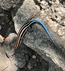 Trachylepis margaritifera